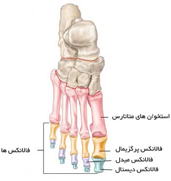 شکستگی کف پا